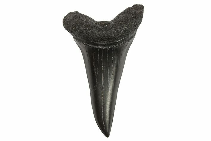 Fossil Mako Shark Tooth - South Carolina #295764